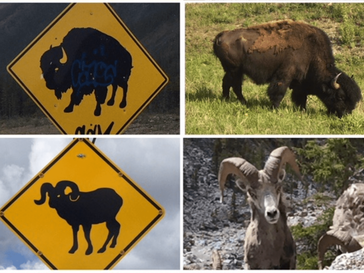 Enigme Bonus : trouve l&rsquo;animal inconnu&nbsp;!